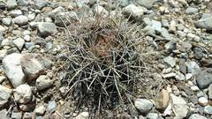 Coryphantha robustispina uncinata