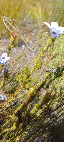Image of Roella ciliata by (c) Adele SL, some rights reserved (CC BY)