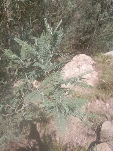 Silver wattle