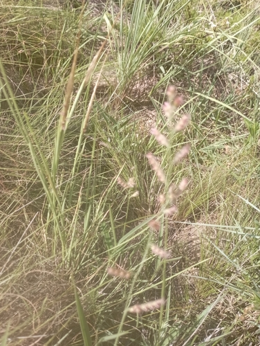 Red-Topped Signal Grass