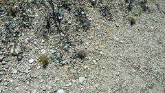 Coryphantha robustispina uncinata