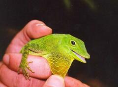 Small-Scaled Anole photo 2