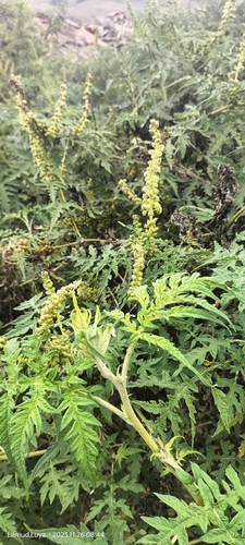Ambrosia arborescens (Ambrosia arborescens)