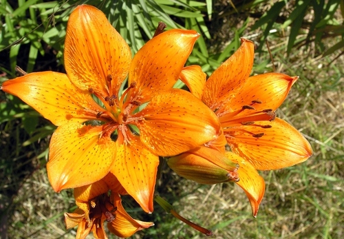 Lilium bulbiferum