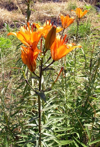 Lilium bulbiferum