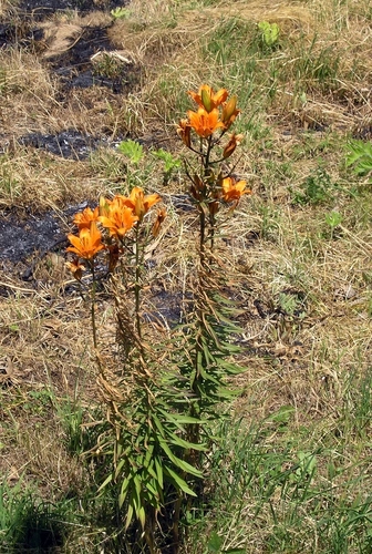 Lilium bulbiferum