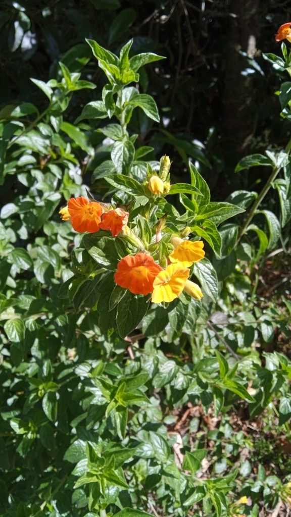 marmaladebush by julianazadu · iNaturalist