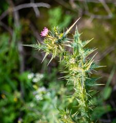 Cirsium creticum