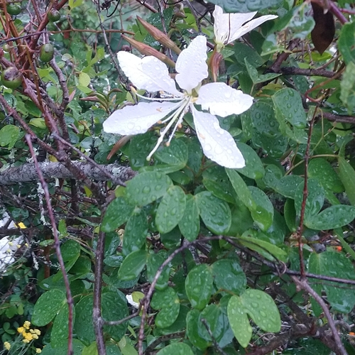Kei Bauhinia (Bauhinia bowkeri)