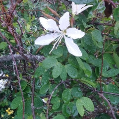 Bauhinia bowkeri