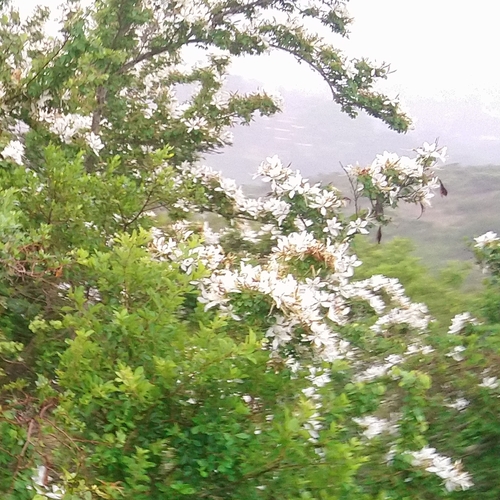Image of Bauhinia bowkeri by (c) Henry de Lange, some rights reserved (CC BY)