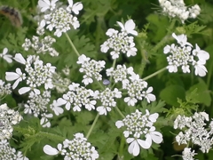 Tordylium aegyptiacum