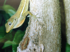 Anolis gingivinus