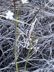 Empusa binotata