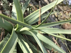 Agave bracteosa