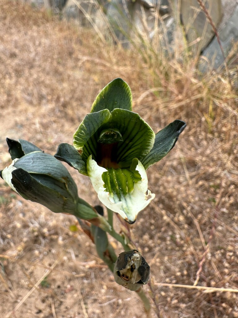 Chloraea tectata