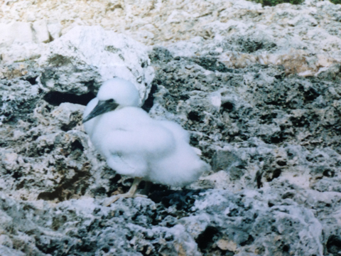 Sula leucogaster