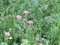 Linum pubescens