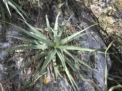 Agave bracteosa