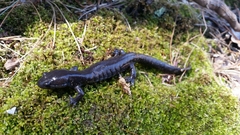 Ambystoma 'unisexual complex'