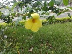Allamanda