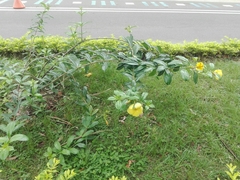 Allamanda