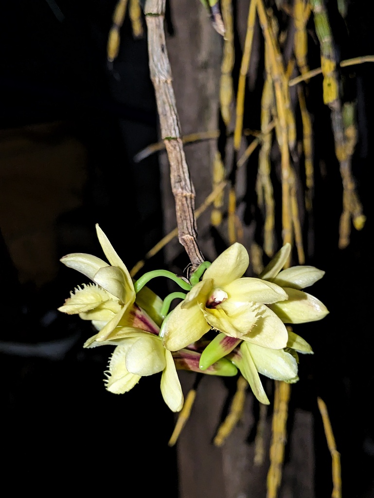 Dendrobium serratilabium L.O.Williams