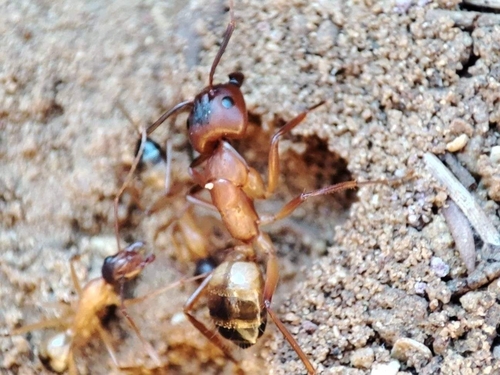 Camponotus barbaricus xanthomelasCamponotus barbaricus xanthomelas