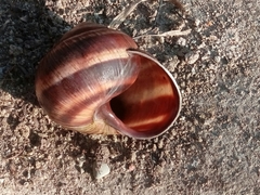 Helix straminea