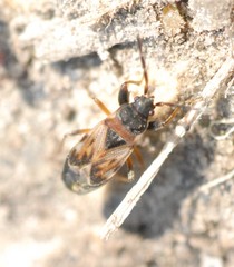Scolopostethus affinis