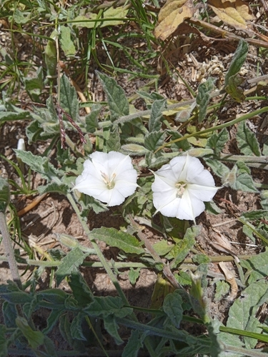 Image of Convolvulus hermanniae by (c) Magdalena Carabio Foti, some rights reserved (CC BY)