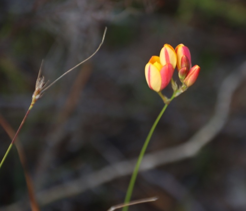 Image of Ixia dubia by (c) Tony Rebelo, some rights reserved (CC BY-SA)