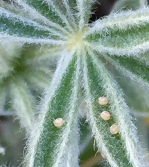 Icaricia icarioides missionensis