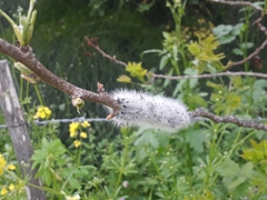 Thaumetopoea solitaria