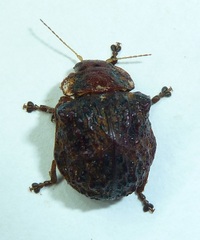 Trachymela papuligera