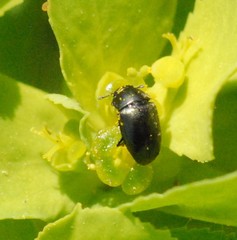 Brassicogethes aeneus