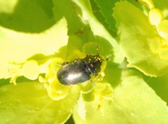 Brassicogethes aeneus