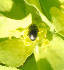 Brassicogethes aeneus