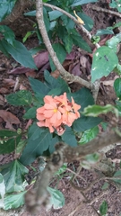 Crossandra