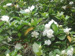 Gardenia jasminoides
