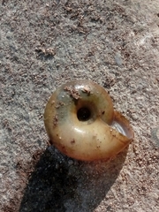 Zonitidae