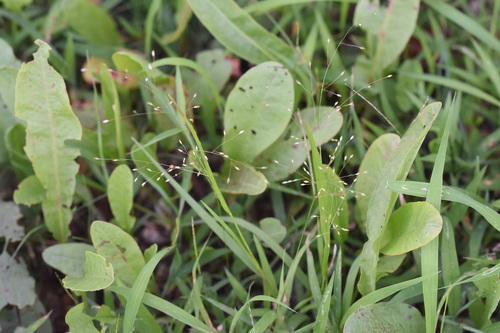 Panicum sumatrense iNat (2)