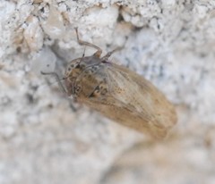 Athysanini