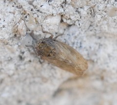 Athysanini