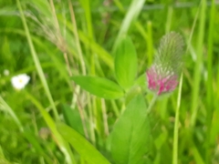 Trifolium purpureum