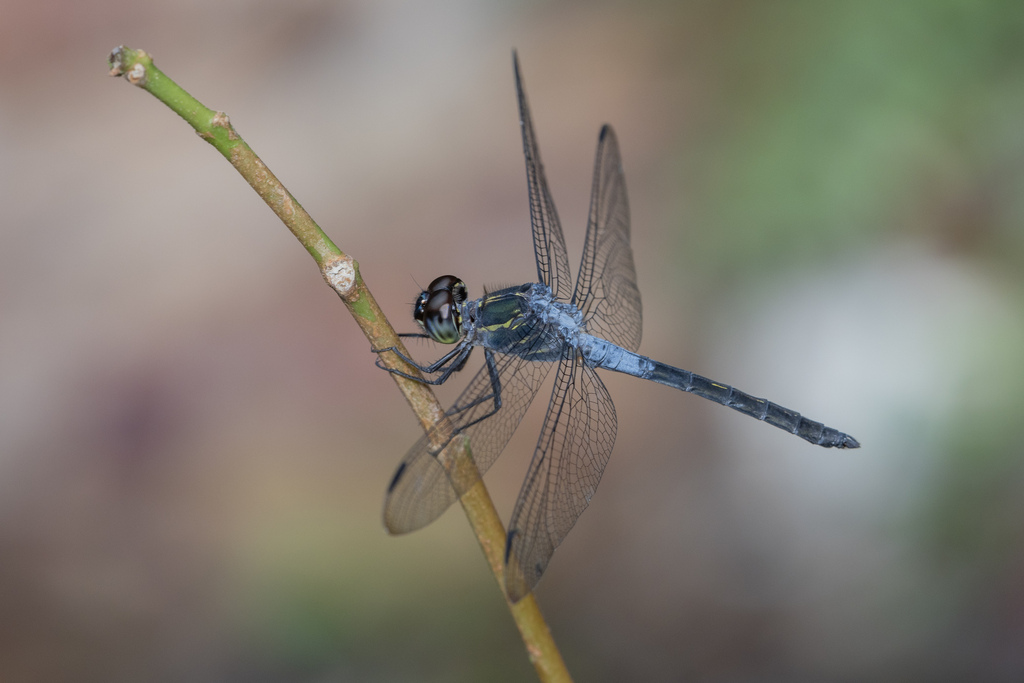 Emerald-banded Skimmer