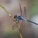 線紋蜻蜓 - Photo 由 budak 所上傳的 (c) budak，保留部份權利CC BY-NC