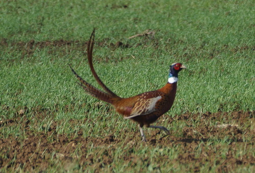 Faisán vulgar (Phasianus colchicus)
