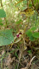 Caladenia corynephora