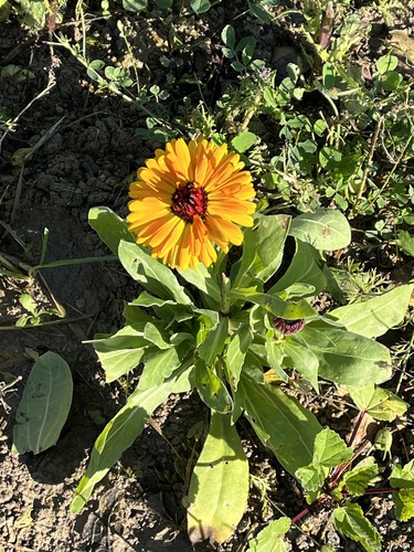 Calendula officinalis